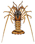 Spiny Lobster Porcelain Pool Mosaic
