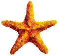 Starfish Glass Pool Mosaic